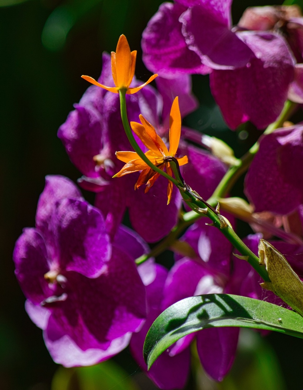 costa-rica-orchid costa-rica-orchid